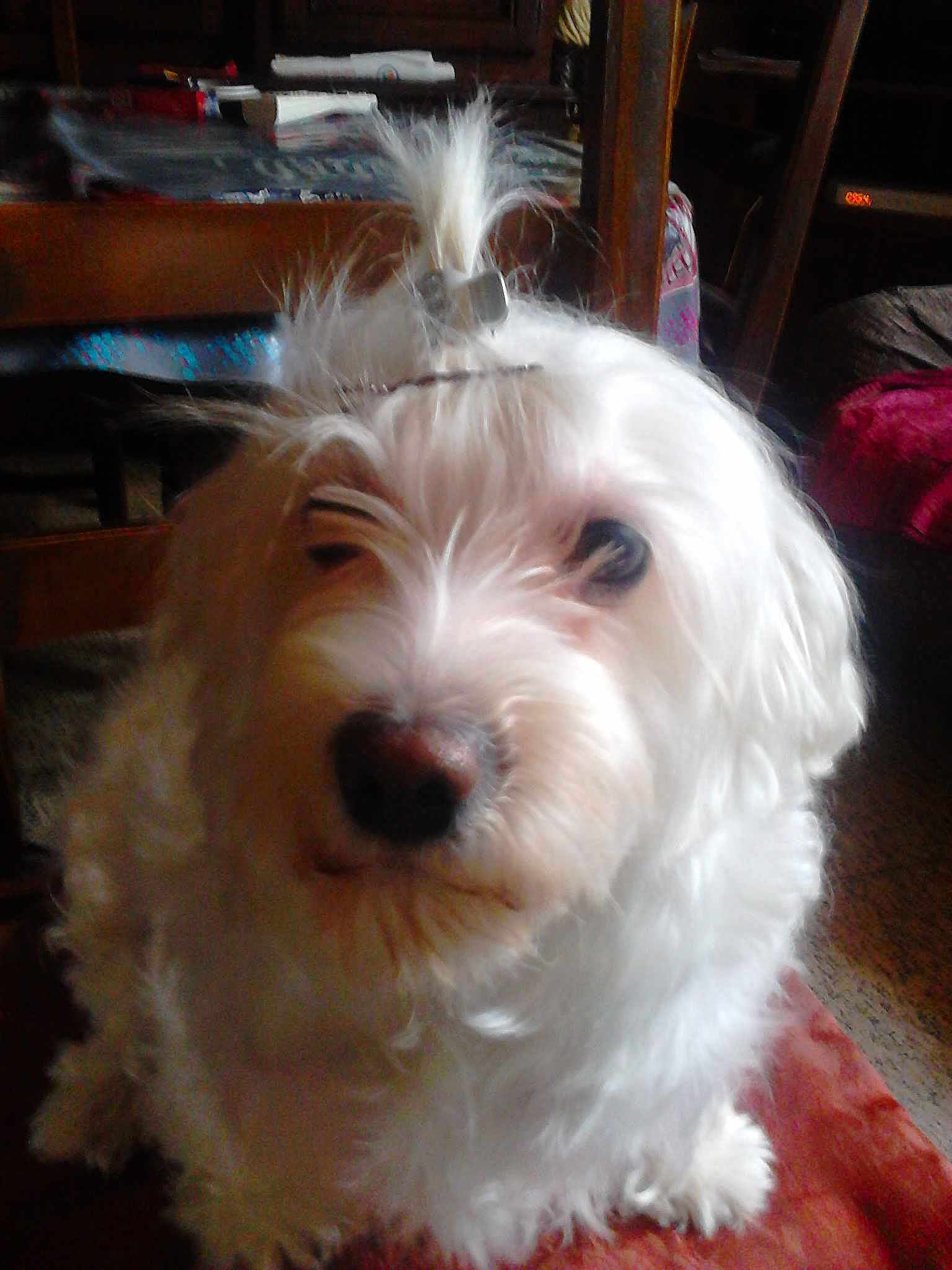Daisy
