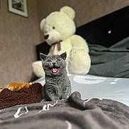 Ulyne participe au concours pour gagner de l'argent avec cette photo : kitten, cat, gray_cat, bed, blanket, teddy_bear, stuffed_animal, indoor, furniture, cozy, cute, pet, animal, feline, mammal, soft, toy, mouth_open, playful, young