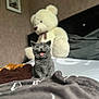 kitten, cat, gray_cat, bed, blanket, teddy_bear, stuffed_animal, indoor, furniture, cozy, cute, pet, animal, feline, mammal, soft, toy, mouth_open, playful, young