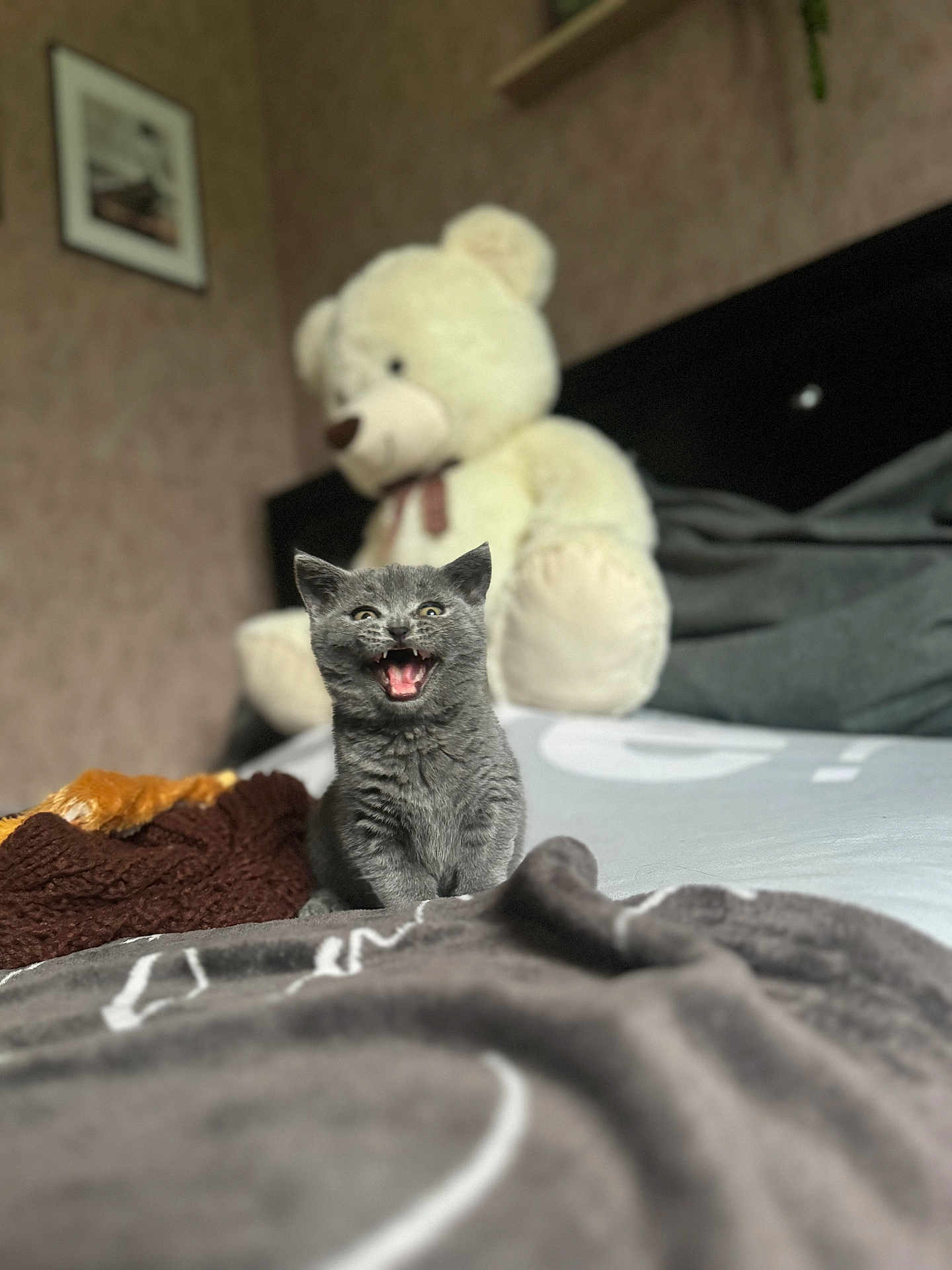 Ulyne participe au concours pour gagner de l'argent avec cette photo : kitten, cat, gray_cat, bed, blanket, teddy_bear, stuffed_animal, indoor, furniture, cozy, cute, pet, animal, feline, mammal, soft, toy, mouth_open, playful, young