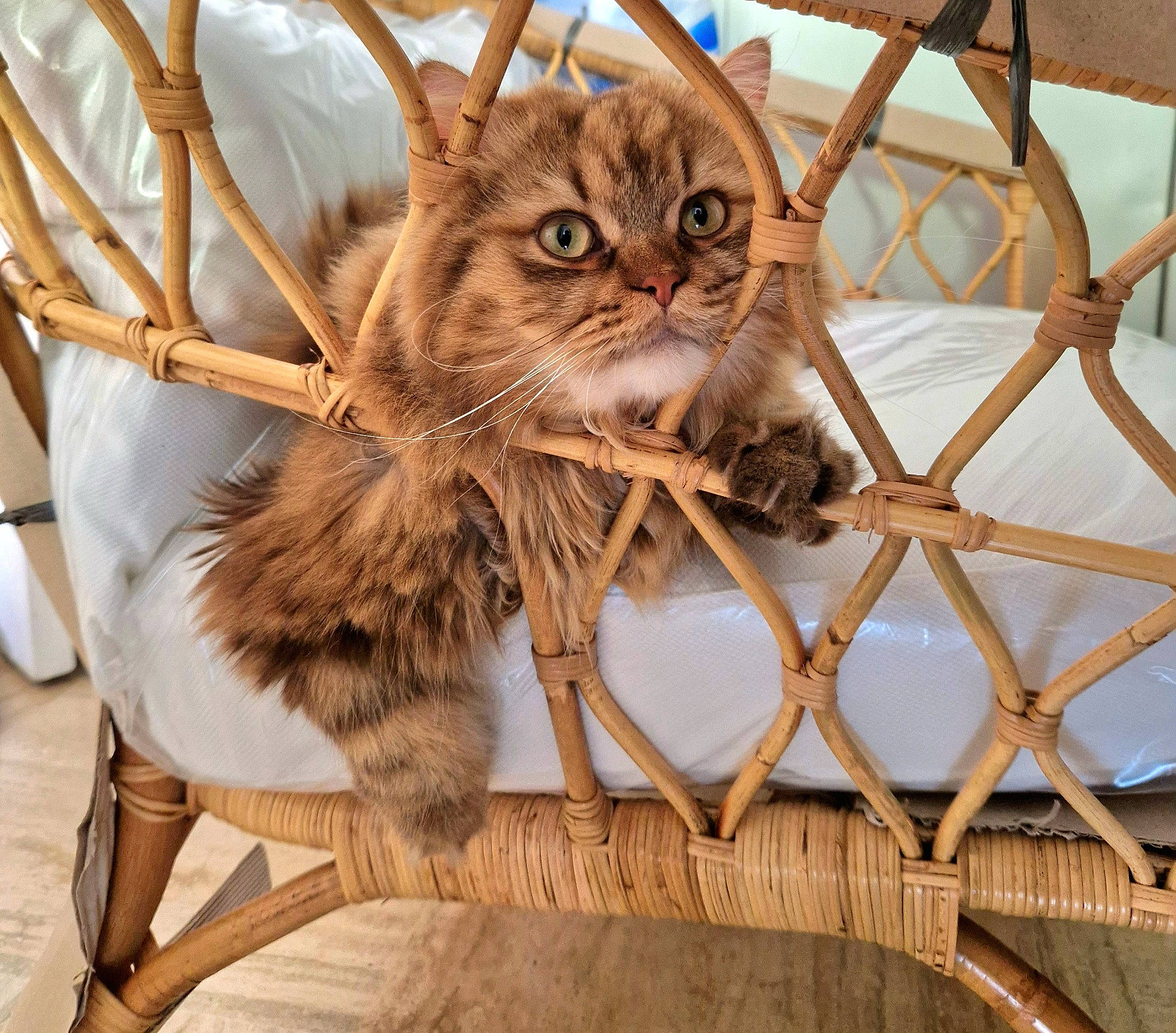 Sushi a rejoint le concours — aidez-le/la à gagner de superbes lots ! animal_shelter, basket, brown, carnivore, cat, domestic_short_haired_cat, fawn, felidae, fur, lynx, mesh, metal, pattern, small_to_medium_sized_cats, snout, terrestrial_animal, twig, whiskers, wicker, wood