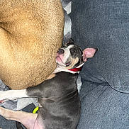 Xena a rejoint le concours — aidez-le/la à gagner de superbes lots ! dog, puppy, sleeping, couch, snuggling, pet, fur, red_collar, gray_fur, brown_fur, cozy, indoor, relaxing, companion, closeup, comfort, animal, laying, resting, home