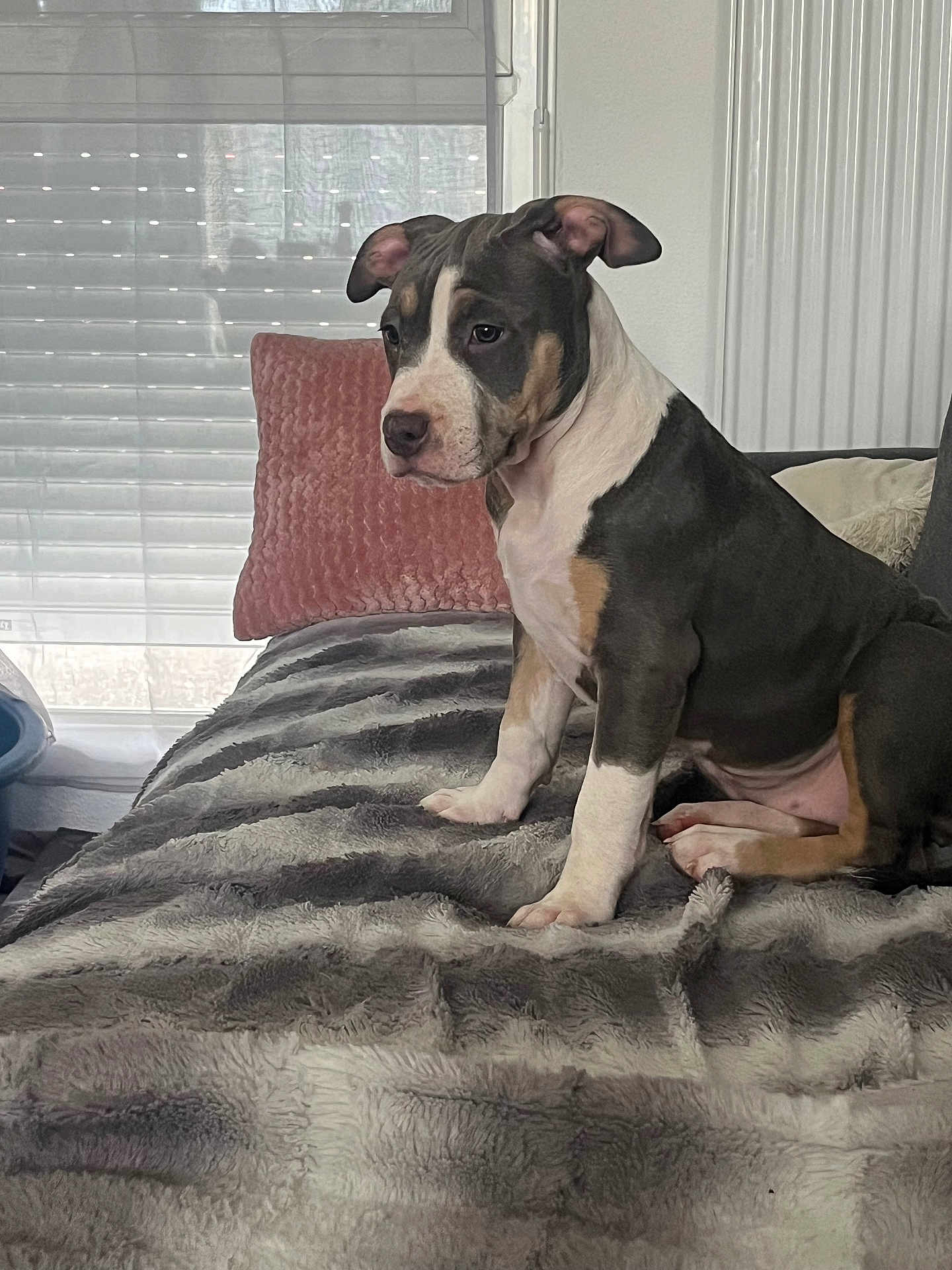 Xena a rejoint le concours — aidez-le/la à gagner de superbes lots ! dog, puppy, bed, blanket, pink_pillow, window_blinds, indoor, pet, canine, fur, sitting, cozy, domestic, animal, portrait, resting, home, comfort, furniture, cute