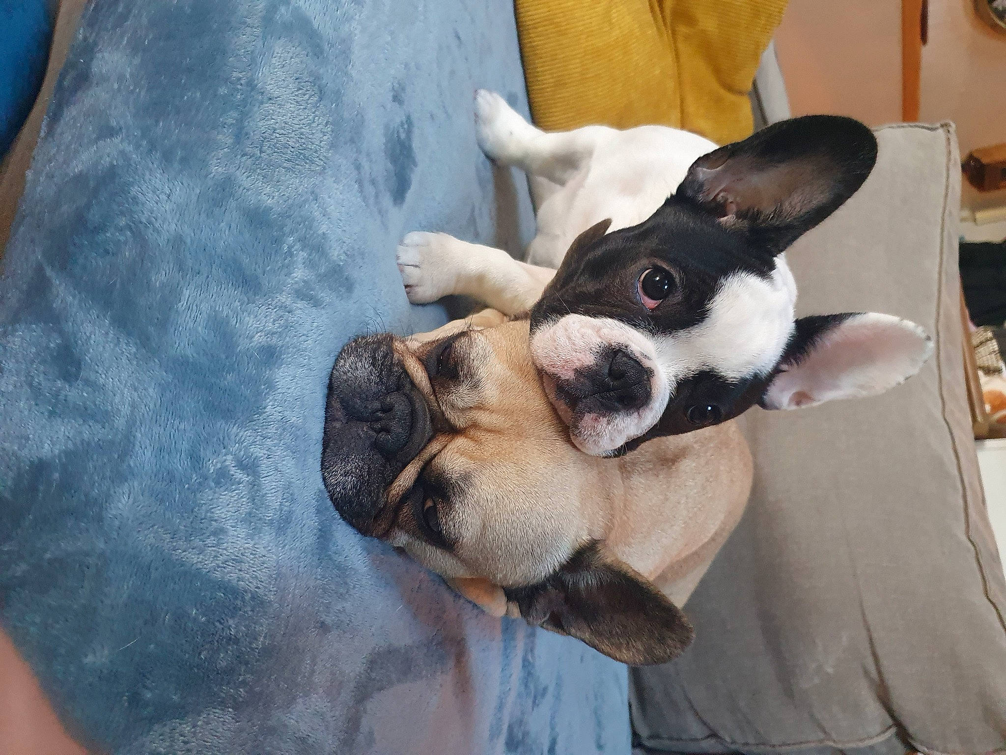 Simone a rejoint le concours — aidez-le/la à gagner de superbes lots ! boston_terrier, canidae, carnivore, comfort, companion_dog, dog, dog_breed, ear, fawn, fur, head, nap, non_sporting_group, paw, snout, sporting_group, terrestrial_animal, toy_dog, whiskers, working_animal