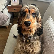 Bonnie is registered to the contest to win money with this photo: black, brown, cocker_spaniel, collar, cozy, curious, cushion, cute, dog, fluffy, fur, home, indoor, living_room, pet, photo_frame, relaxed, sofa, window, wooden_table