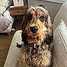 black, brown, cocker_spaniel, collar, cozy, curious, cushion, cute, dog, fluffy, fur, home, indoor, living_room, pet, photo_frame, relaxed, sofa, window, wooden_table