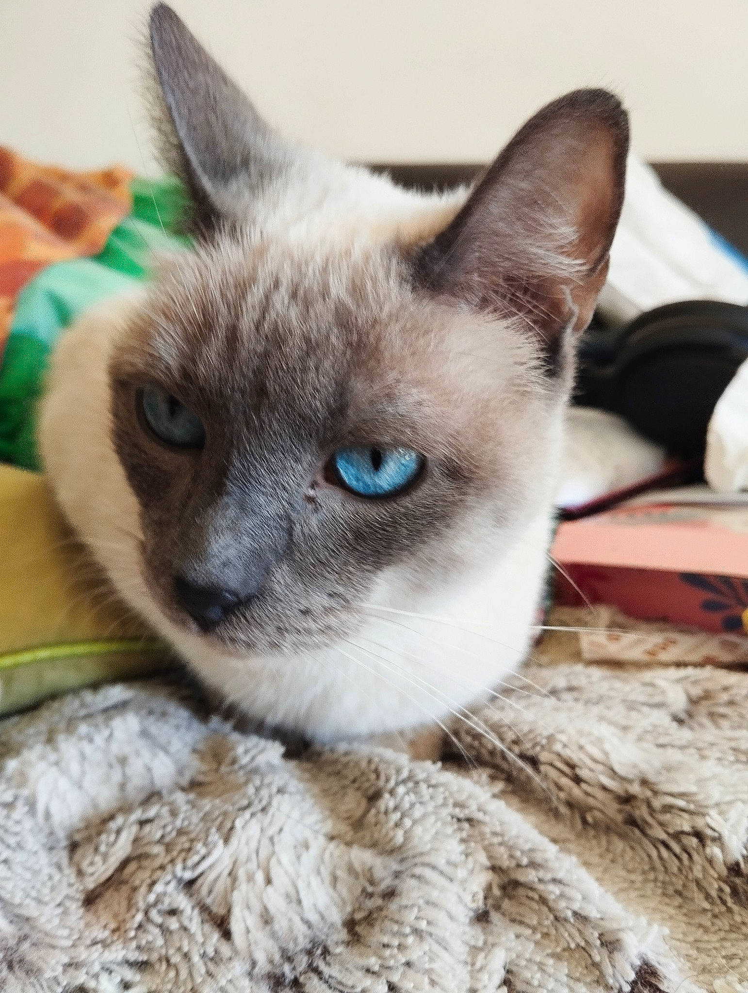 Briséis a rejoint le concours — aidez-le/la à gagner de superbes lots ! carnivore, cat, cat_supply, close_up, curious, domestic_short_haired_cat, ear, eye, fawn, felidae, fur, head, iris, russian_blue, siamese, small_to_medium_sized_cats, snout, terrestrial_animal, whiskers, window
