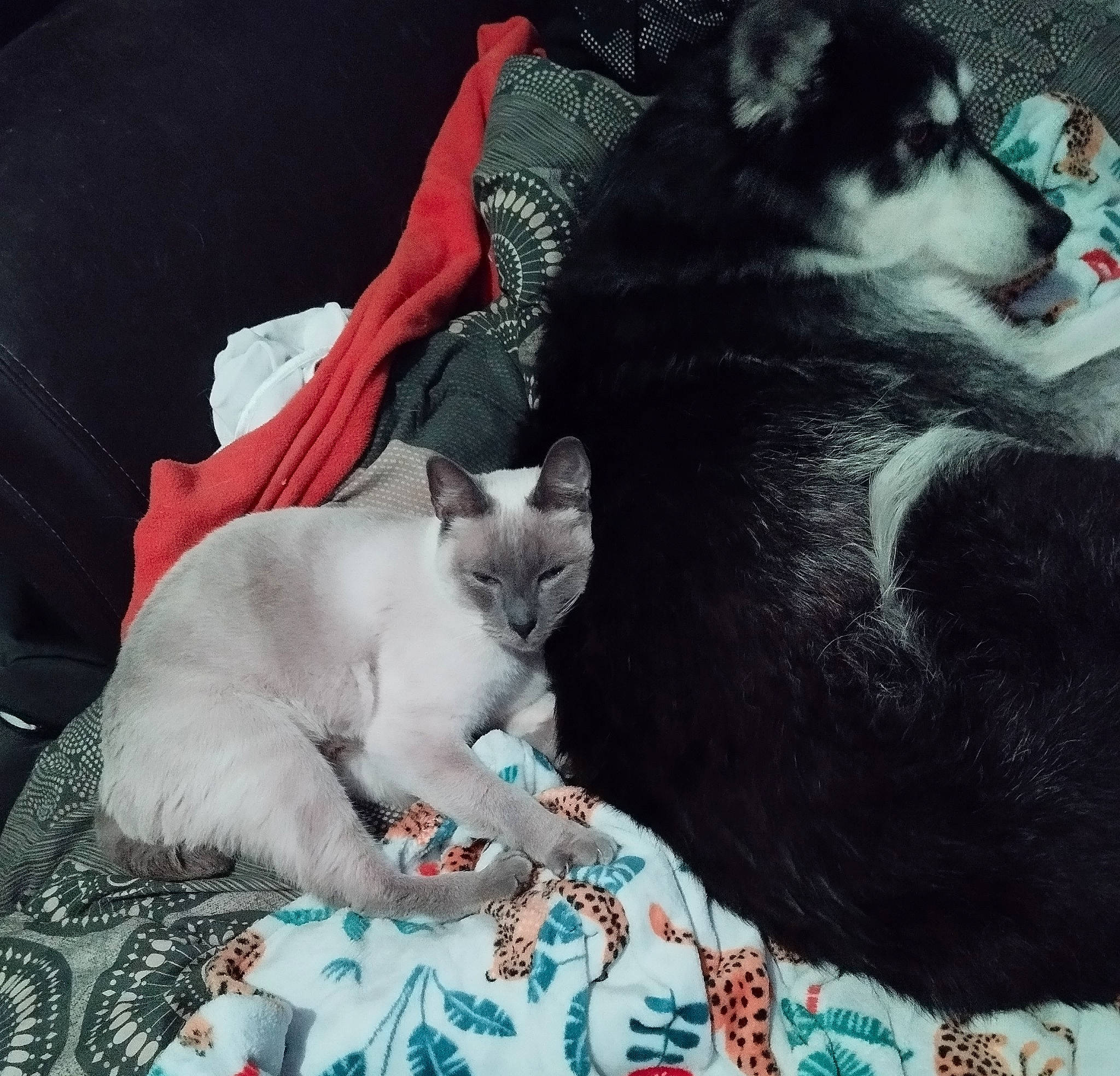 Briséis participe au concours pour gagner de l'argent avec cette photo : bedding, carnivore, cat, claw, comfort, companion_dog, domestic_short_haired_cat, felidae, fur, grey, lap, linens, mammal, nap, paw, small_to_medium_sized_cats, tail, thai, vertebrate, whiskers