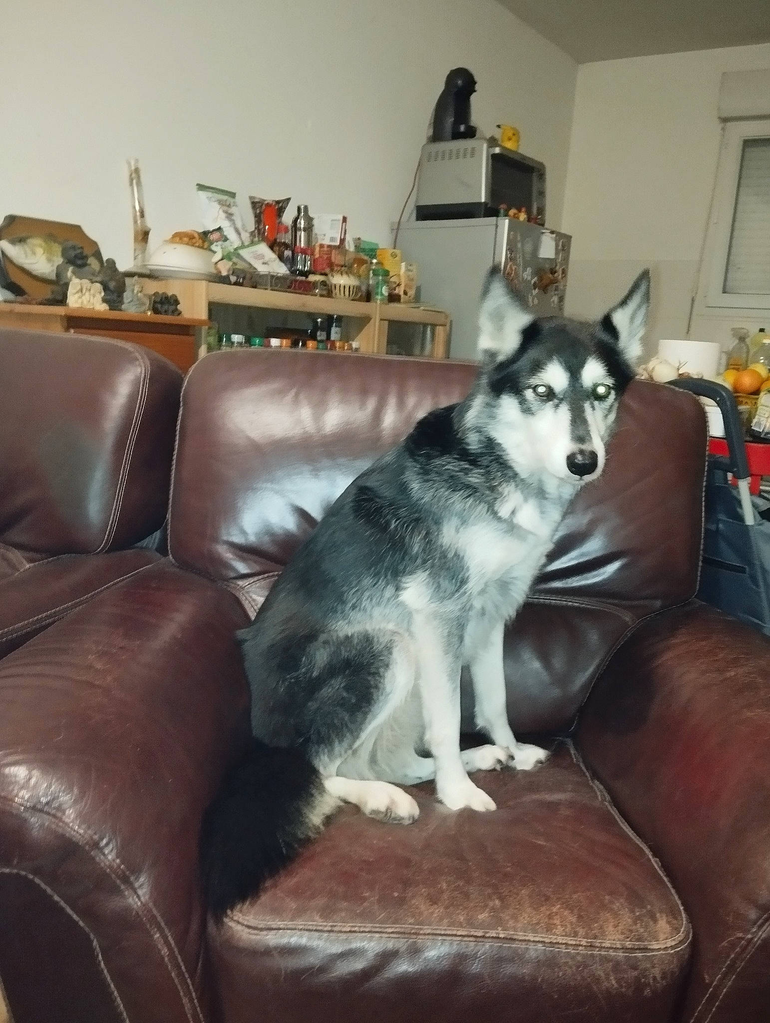 Kenya a rejoint le concours — aidez-le/la à gagner de superbes lots ! carnivore, comfort, companion_dog, couch, dog, dog_breed, flooring, fur, furniture, grey, living_room, mammal, picture_frame, room, siberian_husky, sled_dog, studio_couch, table, vertebrate, working_animal