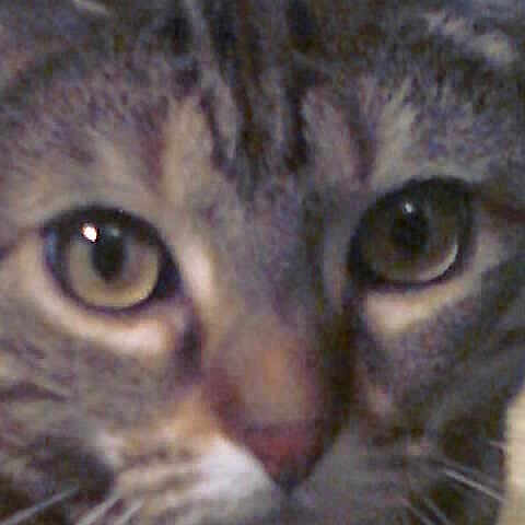 Carina