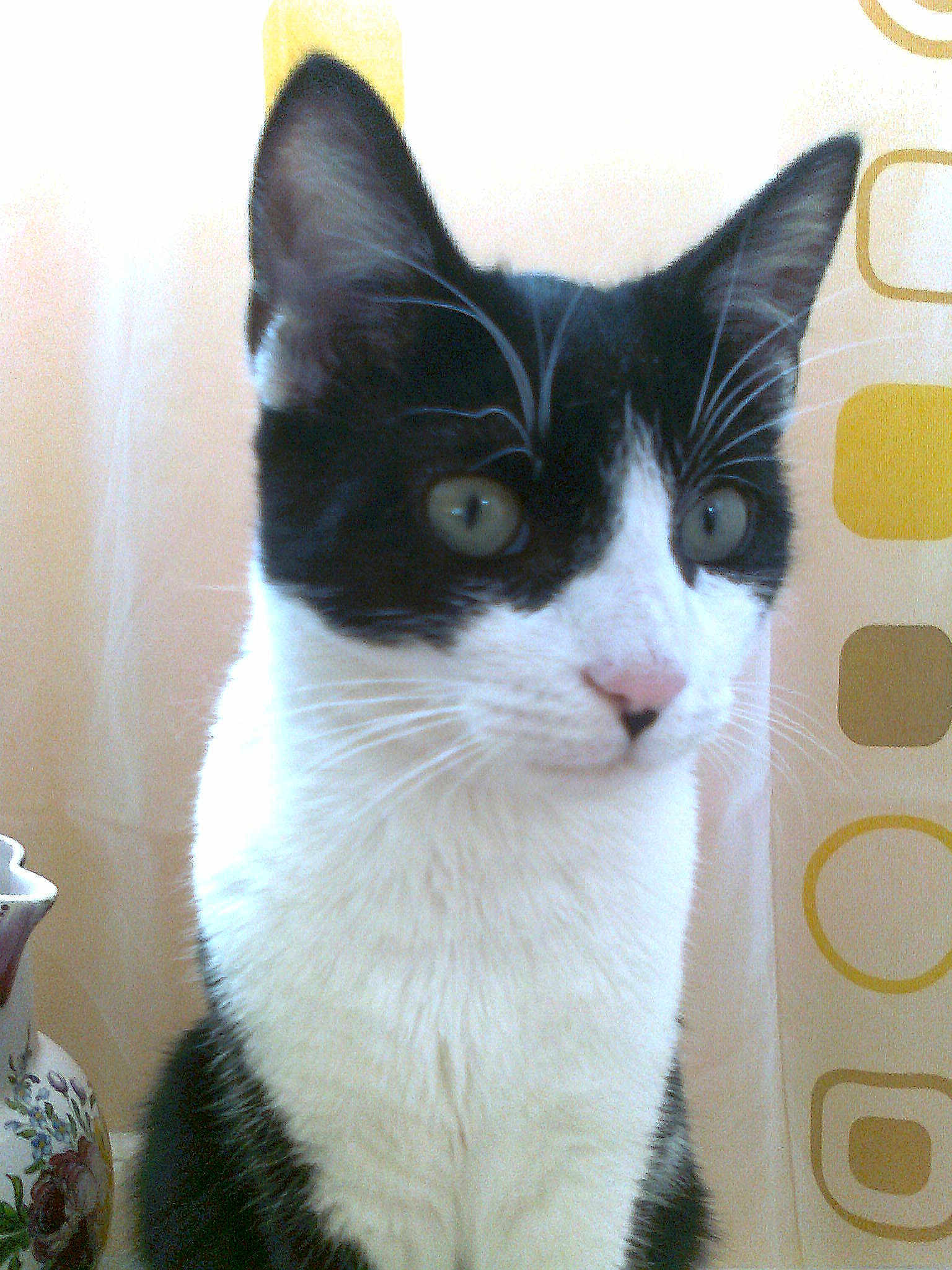 Félix