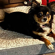 Cricket joined the competition — help win amazing prizes! alert, animal, black_and_tan, carpet, companion, cozy, curious, cute, dog, fluffy, fur, indoor, paw, pet_bed, red, relaxed, resting, small_dog, toy, white