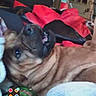 Rootie is registered to the contest to win money with this photo: dog, indoor, blanket, money, hand, red_jacket, bed, couch, phone_screen, icons, blur, pet, fur, animal, resting, clutter, background, soft_fabric, casual, snapshot