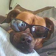 Rootie is registered to the contest to win money with this photo: animal, brown_dog, canine, casual, close_up, companion, cool, couch, dog, domestic_animal, face, furniture, home, indoor, pet, portrait, reflection, relaxed, resting, sunglasses