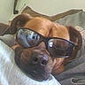 animal, brown_dog, canine, casual, close_up, companion, cool, couch, dog, domestic_animal, face, furniture, home, indoor, pet, portrait, reflection, relaxed, resting, sunglasses