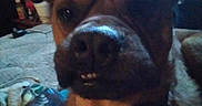 Rootie is registered to the contest to win money with this photo: dog, close_up, pet, animal, indoor, face, canine, fur, ears, nose, mouth, teeth, expression, blurry, dim_lighting, bed, blanket, paw, human_hand, cozy