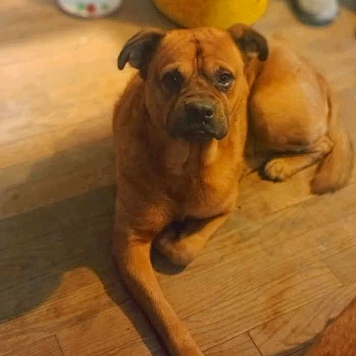 Rootie is registered to the contest to win money with this photo: dog, brown_dog, wooden_floor, indoor, pet, relaxed, lying_down, canine, flooring, domestic_animal, animal, household, yellow_bucket, shadow, paw, ear, nose, fur, leg, home