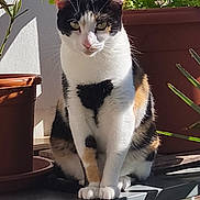 Caramelle a rejoint le concours — aidez-le/la à gagner de superbes lots ! cat, calico, sunlight, potted_plants, sitting, shelf, shadow, outdoor, pet, animal, feline, plant, nature, domestic, whiskers, fur, cute, relaxed, window, daylight