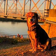 Sam a rejoint le concours — aidez-le/la à gagner de superbes lots ! architecture, bridge, collar, dog, floppy_ears, fur, golden_hour, golden_retriever, happy, landscape, leash, open_mouth, outdoor, pet, portrait, river, shoreline, sitting, sunset, water