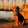 architecture, bridge, collar, dog, floppy_ears, fur, golden_hour, golden_retriever, happy, landscape, leash, open_mouth, outdoor, pet, portrait, river, shoreline, sitting, sunset, water