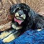 puppy, dog, bow_tie, black_fur, tan_fur, cute, pet, portrait, indoor, sequin_backdrop, blue_rug, fluffy, animal, laying_down, close_up, adorable, young_dog, decor, fashion_accessory, domestic_animal