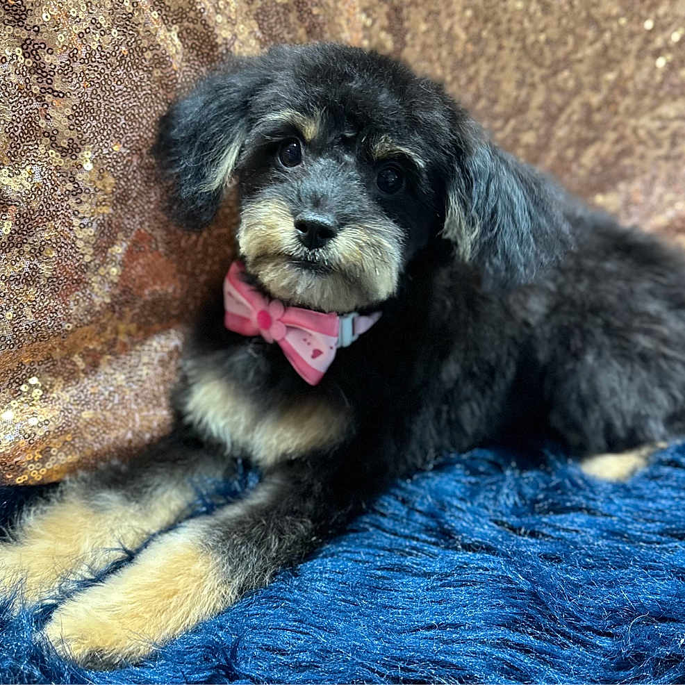 Penelope is registered to the contest to win money with this photo: adorable, animal, black_fur, blue_rug, bow_tie, close_up, cute, decor, dog, domestic_animal, fashion_accessory, fluffy, indoor, laying_down, pet, portrait, puppy, sequin_backdrop, tan_fur, young_dog