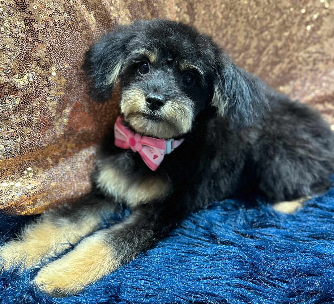 Penelope is registered to the contest to win money with this photo: puppy, dog, bow_tie, black_fur, tan_fur, cute, pet, portrait, indoor, sequin_backdrop, blue_rug, fluffy, animal, laying_down, close_up, adorable, young_dog, decor, fashion_accessory, domestic_animal
