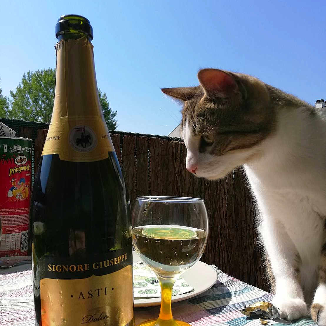 Aki participe au concours pour gagner de l'argent avec cette photo : alcohol, alcoholic_beverage, beer, bottle, carnivore, cat, champagne, distilled_beverage, drink, felidae, glass_bottle, liqueur, small_to_medium_sized_cats, whiskers, wine