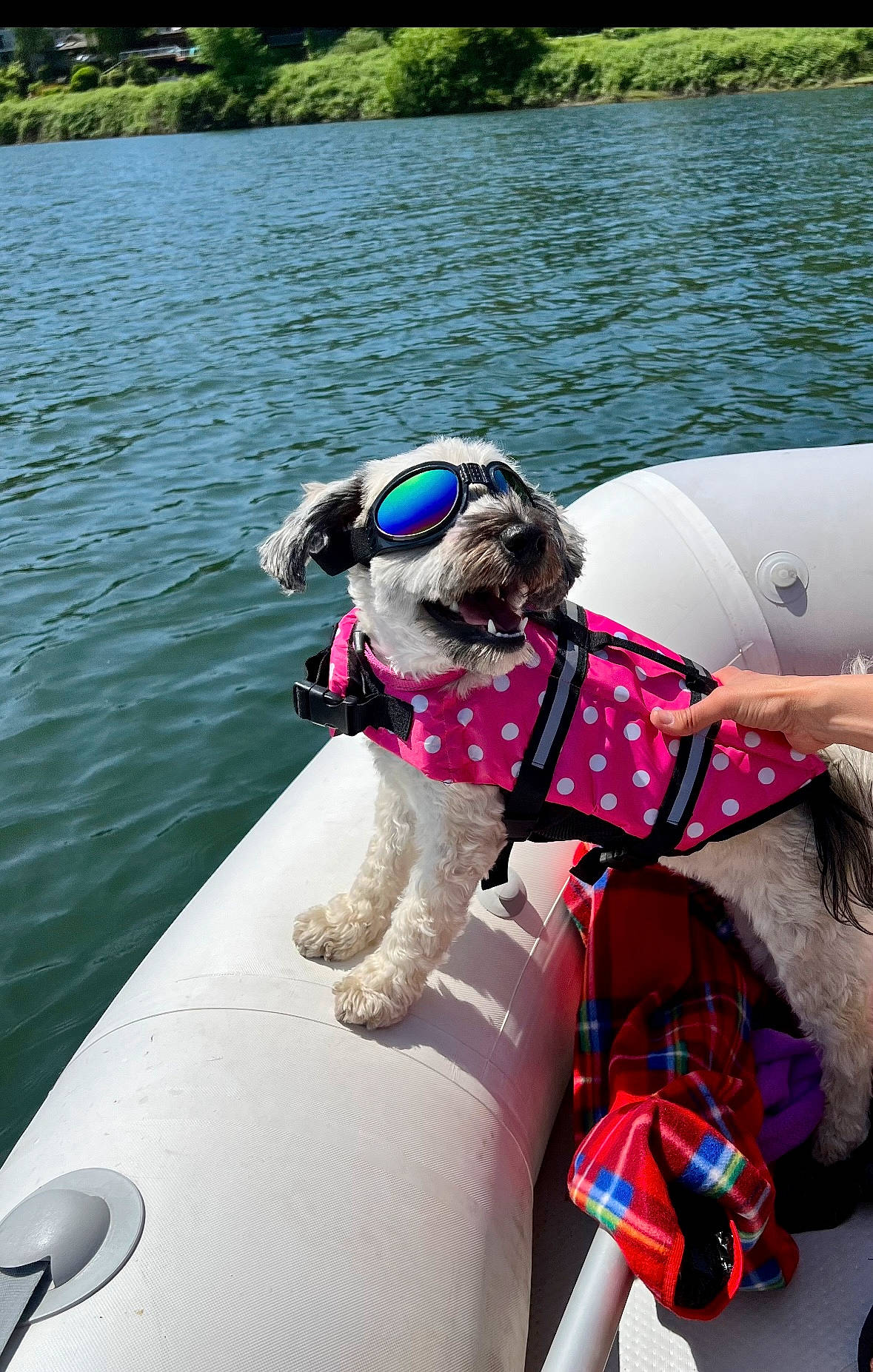 Charlee is registered to the contest to win money with this photo: boat, boats_and_boating_equipment_and_supplies, carnivore, collar, companion_dog, dog, dog_breed, lake, leisure, lifejacket, outdoor_recreation, personal_protective_equipment, plant, recreation, summer, tree, vehicle, water, watercraft, working_animal