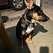 Menso joined the competition — help win amazing prizes! dog, animal, pet, outdoor, night, shadow, concrete, car, fence, collar, ears, black_coat, tan_coat, sitting, side_view, porch, lighting, vehicle, pavement, quiet