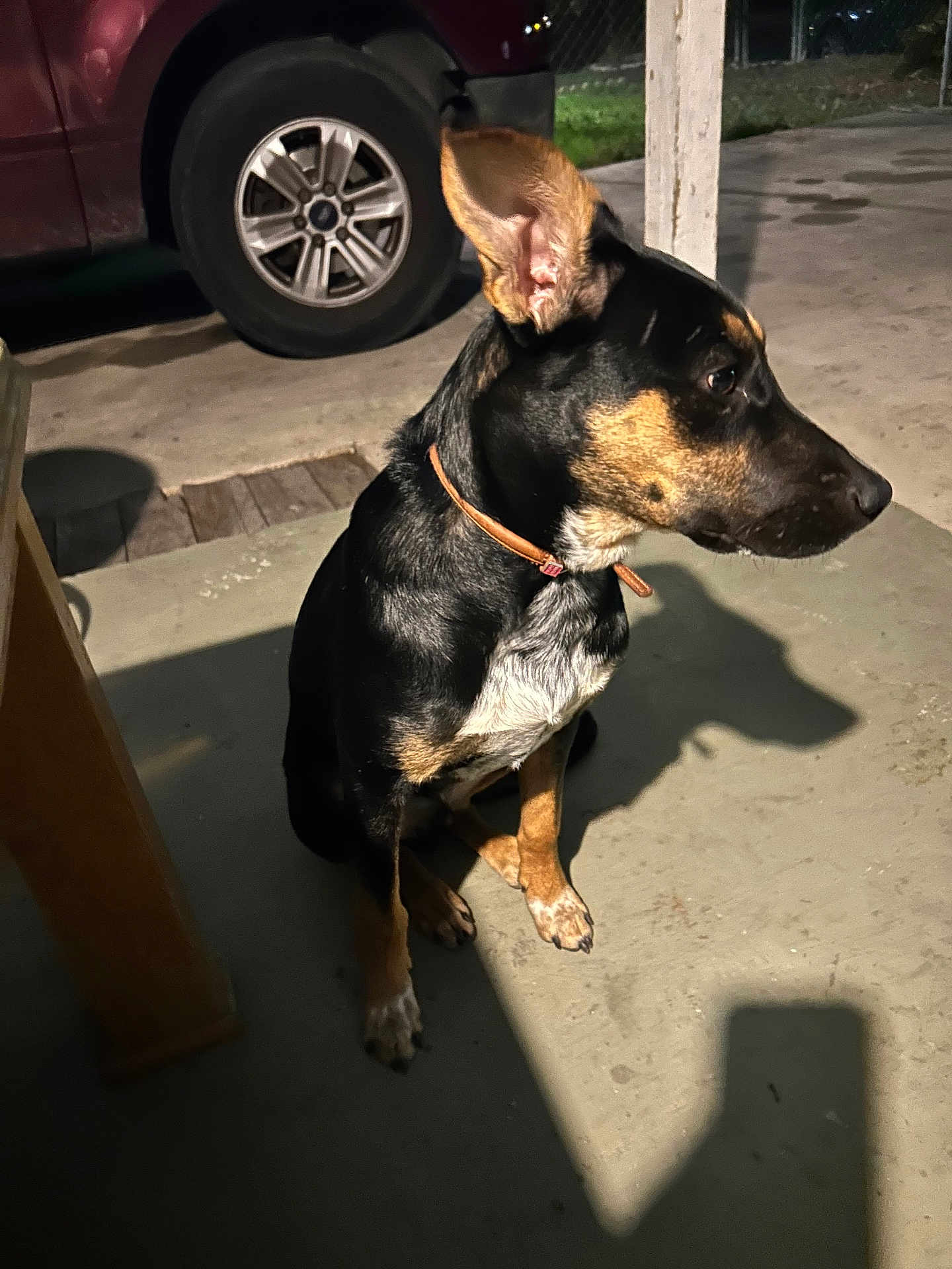 Menso joined the competition — help win amazing prizes! dog, animal, pet, outdoor, night, shadow, concrete, car, fence, collar, ears, black_coat, tan_coat, sitting, side_view, porch, lighting, vehicle, pavement, quiet