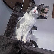 Leo joined the competition — help win amazing prizes! animal, caricature, cat, cat_tree, claws, curious, ears, feline, fur, gray_and_white, home, indoor, perched, pet, pink_nose, plush, portrait, toy, wall_art, whiskers
