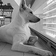 Yuki a rejoint le concours — aidez-le/la à gagner de superbes lots ! animal, black_and_white, building, calm, contemplative, dog, ears, indoor, lounging, monochrome, paw, pet, quiet, reflection, resting, side_view, snout, tile_floor, white_dog, window