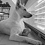 animal, black_and_white, building, calm, contemplative, dog, ears, indoor, lounging, monochrome, paw, pet, quiet, reflection, resting, side_view, snout, tile_floor, white_dog, window