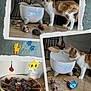 basket, cat, cat_fountain, cat_toys, collage, curious, cute, decor, fish_sticker, floor, indoor, kitten, orange_and_white_cat, paw_print_sticker, pet, playful, seashell, sticker, sun_sticker, toy_mouse