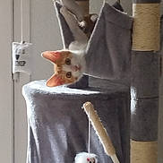 Moka participe au concours pour gagner de l'argent avec cette photo : cat, kitten, cat_tree, toy_mouse, orange, white, indoor, curious, pet, feline, scratching_post, rope, soft_toy, playful, cozy, window, furniture, animal, young_cat, domestic