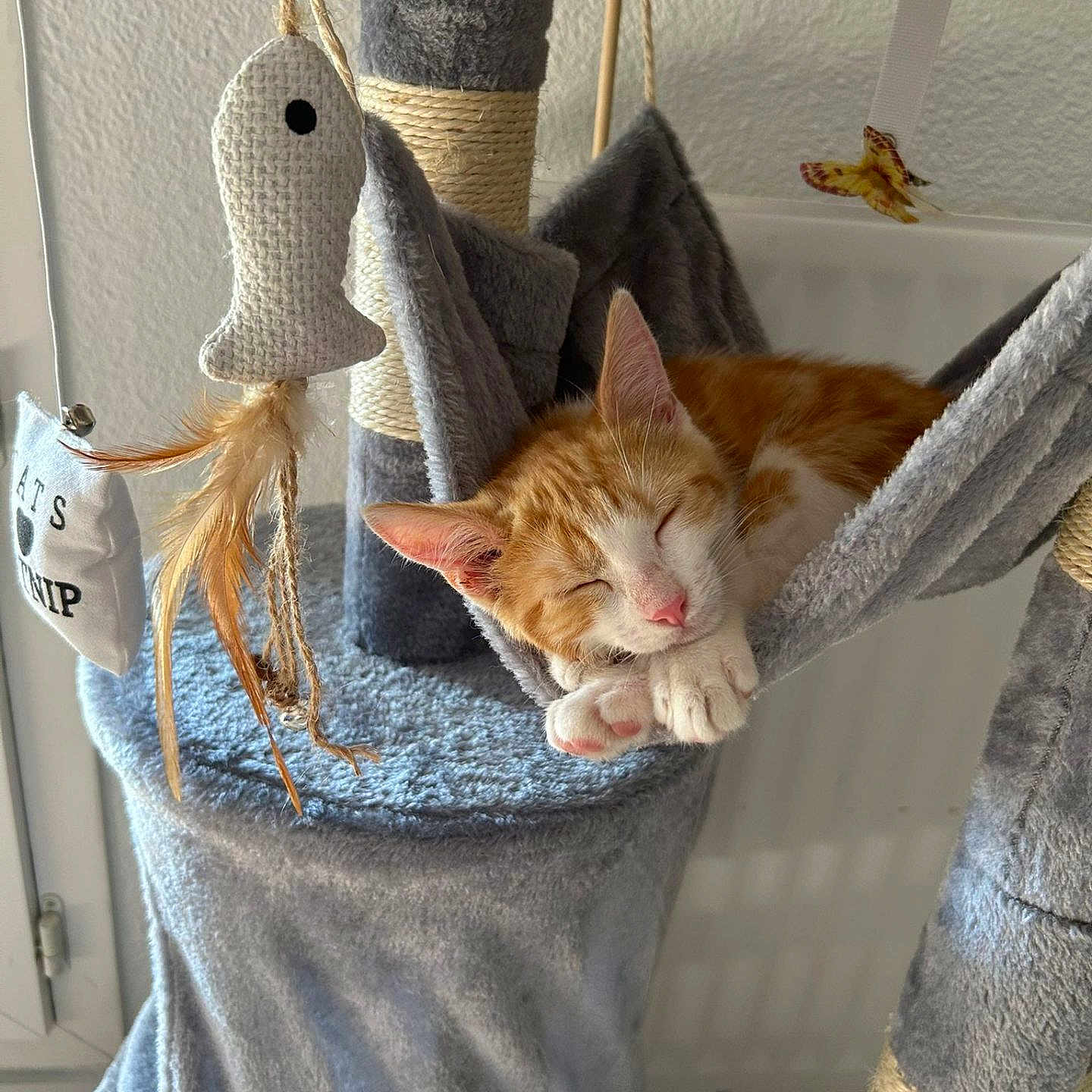 Moka participe au concours pour gagner de l'argent avec cette photo : animal, cat, cat_tree, cozy, cute, domestic_cat, feather_toy, fur, hammock, indoor, kitten, orange_cat, paw, pet, relaxation, resting, sleeping, toy, whiskers, white_cat