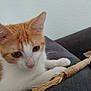 animal, cat, closeup, couch, cozy, curious, domestic_animal, feline, indoor, kitten, orange_and_white, pet, playful, resting, soft_light, texture, toy, twine, whiskers, young_cat