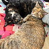cat, cats, feline, pet, animal, fur, snuggling, quilt, blanket, indoor, cute, playful, relaxed, tabby, tortoiseshell, whiskers, ears, sleepy, closeup, companion