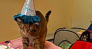 Gracie joined the competition — help win amazing prizes! cat, tabby_cat, birthday_hat, party_hat, plush_toy, llama_toy, squirrel_toy, pink_blanket, indoor, pet_tunnel, feline, animal, cute, celebration, cozy, toy, furry, pet, playful, decor