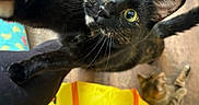 Jazzy joined the competition — help win amazing prizes! cat, tortoiseshell_cat, tabby_cat, pet, indoor, curious, yellow_tunnel, floor, wooden_floor, toy, animal, whiskers, wide_eyes, playful, close_up, feline, domestic_animal, pet_toy, colorful, looking_up