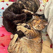 Jazzy joined the competition — help win amazing prizes! cat, cats, feline, pet, animal, cuddle, quilt, patchwork, fur, sleepy, cozy, indoor, resting, tabby, black_cat, paw, cute, snuggle, companion, relaxation