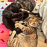 cat, cats, feline, pet, animal, cuddle, quilt, patchwork, fur, sleepy, cozy, indoor, resting, tabby, black_cat, paw, cute, snuggle, companion, relaxation
