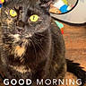 Jazzy joined the competition — help win amazing prizes! cat, tortoiseshell, yellow_eyes, sitting, wooden_floor, mirror, toys, indoor, pet, fur, animal, closeup, cute, curious, domestic, sun_doodle, morning, text_overlay, floor, cozy