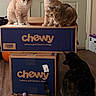 Jazzy is registered to the contest to win money with this photo: cat, cats, box, cardboard_box, indoor, wooden_floor, door, pet, animal, curious, orange_cat, tabby_cat, black_cat, stacked_boxes, chewy, pet_supplies, floor, domestic_cat, three_cats, feline