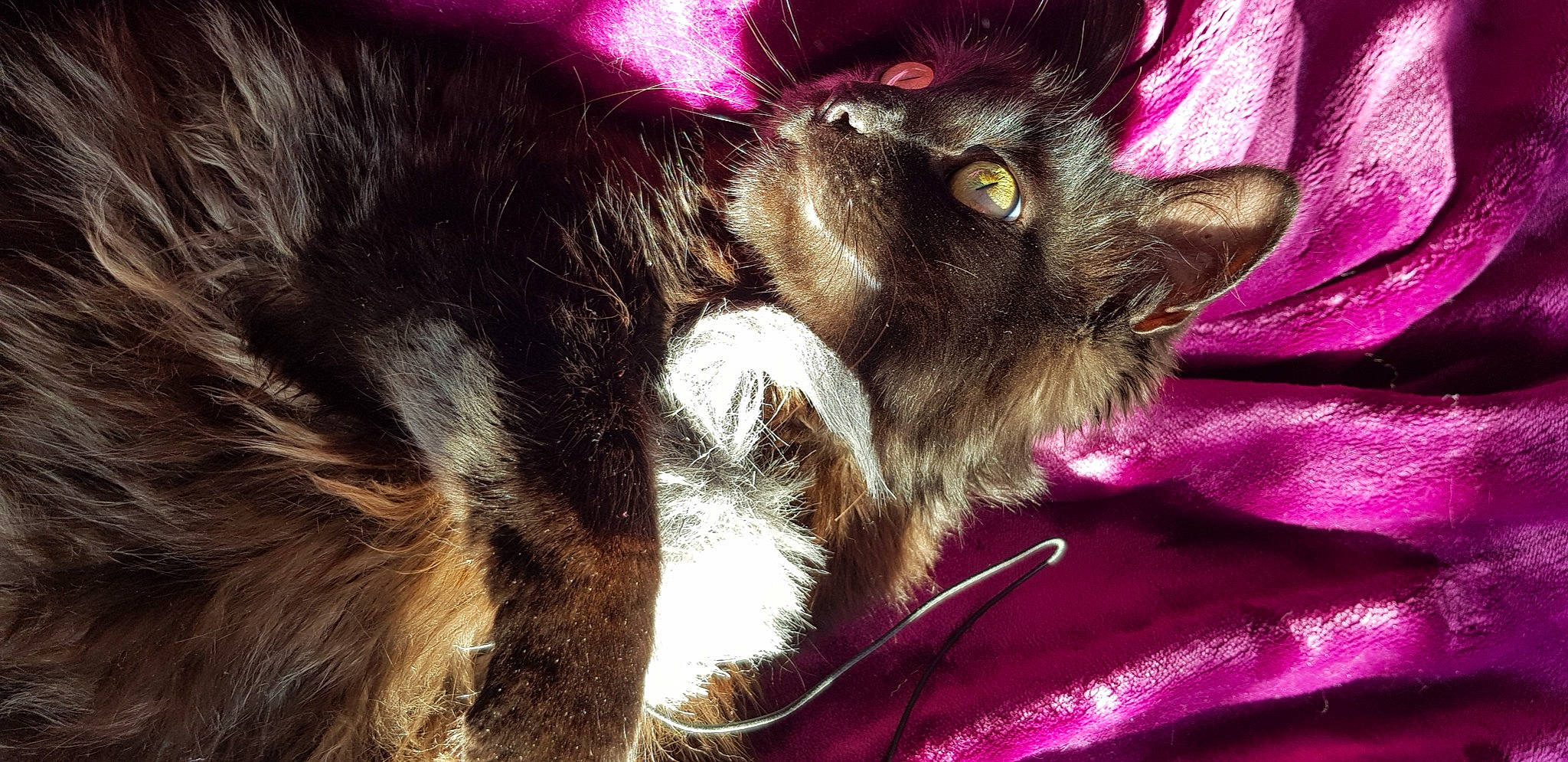 Isis participe au concours pour gagner de l'argent avec cette photo : carnivore, cat, cat_toy, claw, comfort, companion_dog, dog_breed, ear, event, fawn, felidae, foot, fur, magenta, paw, pink, small_to_medium_sized_cats, snout, tail, whiskers