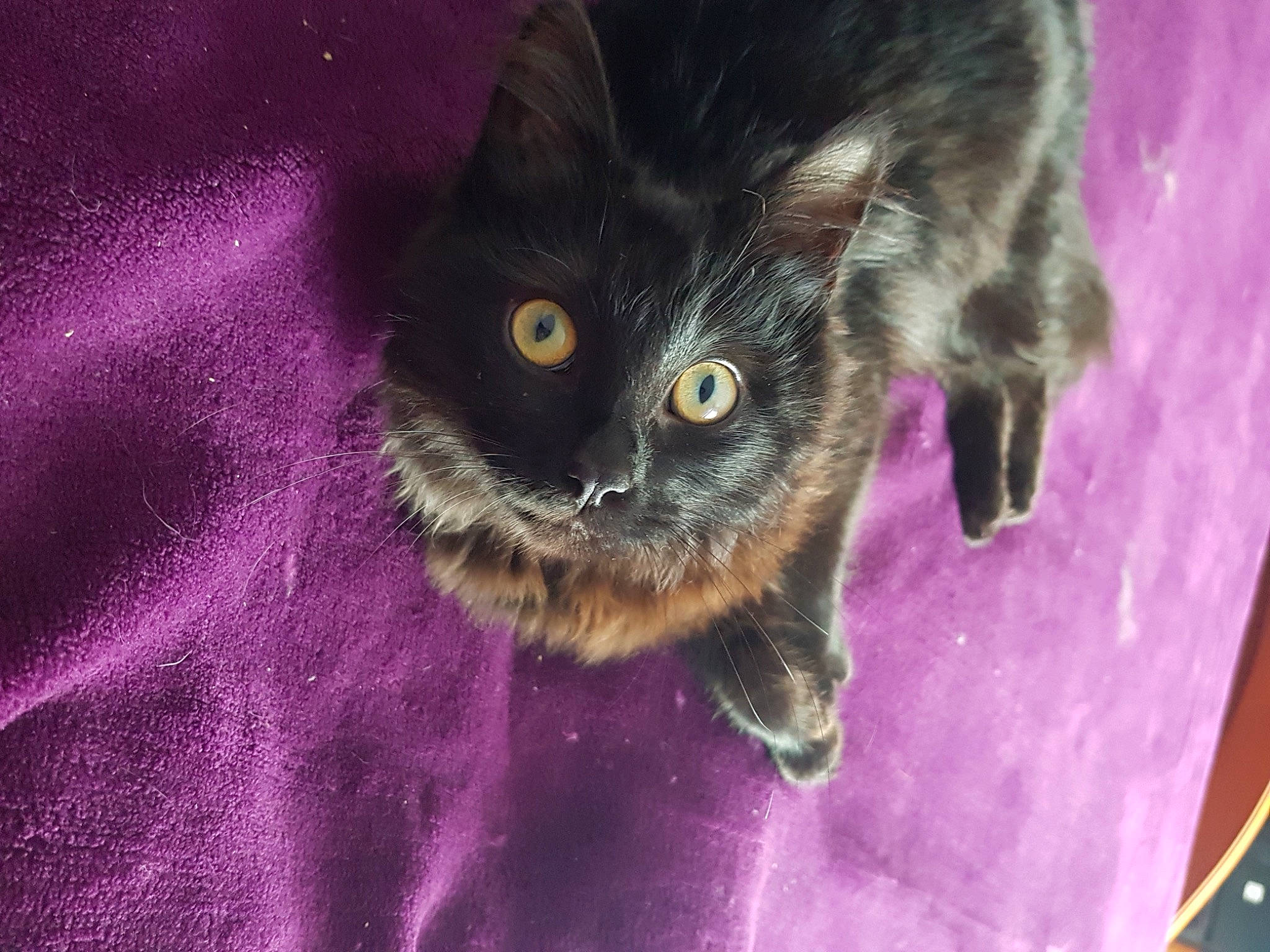 Isis a rejoint le concours — aidez-le/la à gagner de superbes lots ! black_cat, bombay, carnivore, cat, cat_toy, claw, close_up, domestic_short_haired_cat, electric_blue, felidae, fur, magenta, paw, purple, small_to_medium_sized_cats, snout, tail, terrestrial_animal, violet, whiskers