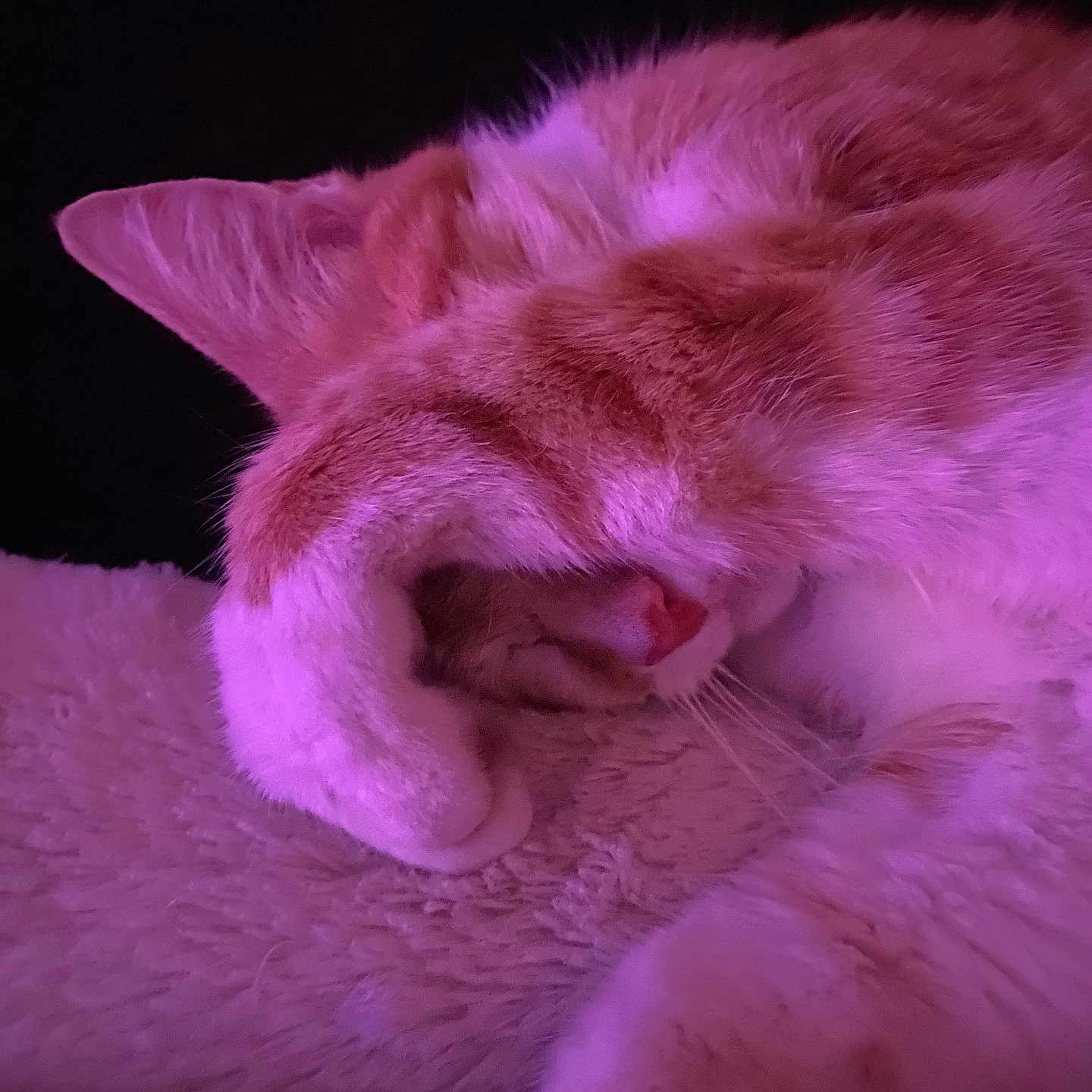 Noisette participe au concours pour gagner de l'argent avec cette photo : abyssinian, angora, animal, blanket, bodypart, cat, couch, ear, electronics, furniture, hardware, kitten, manx, mouth, person, pet, purple, siamese, sleeping, tongue