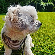 Rocco is registered to the contest to win money with this photo: animal, calm, canine, daylight, dog, fluffy, fur, grass, greenery, harness, leash, nature, outdoor, park, pet, side_view, sitting, summer, sunlight, white_dog