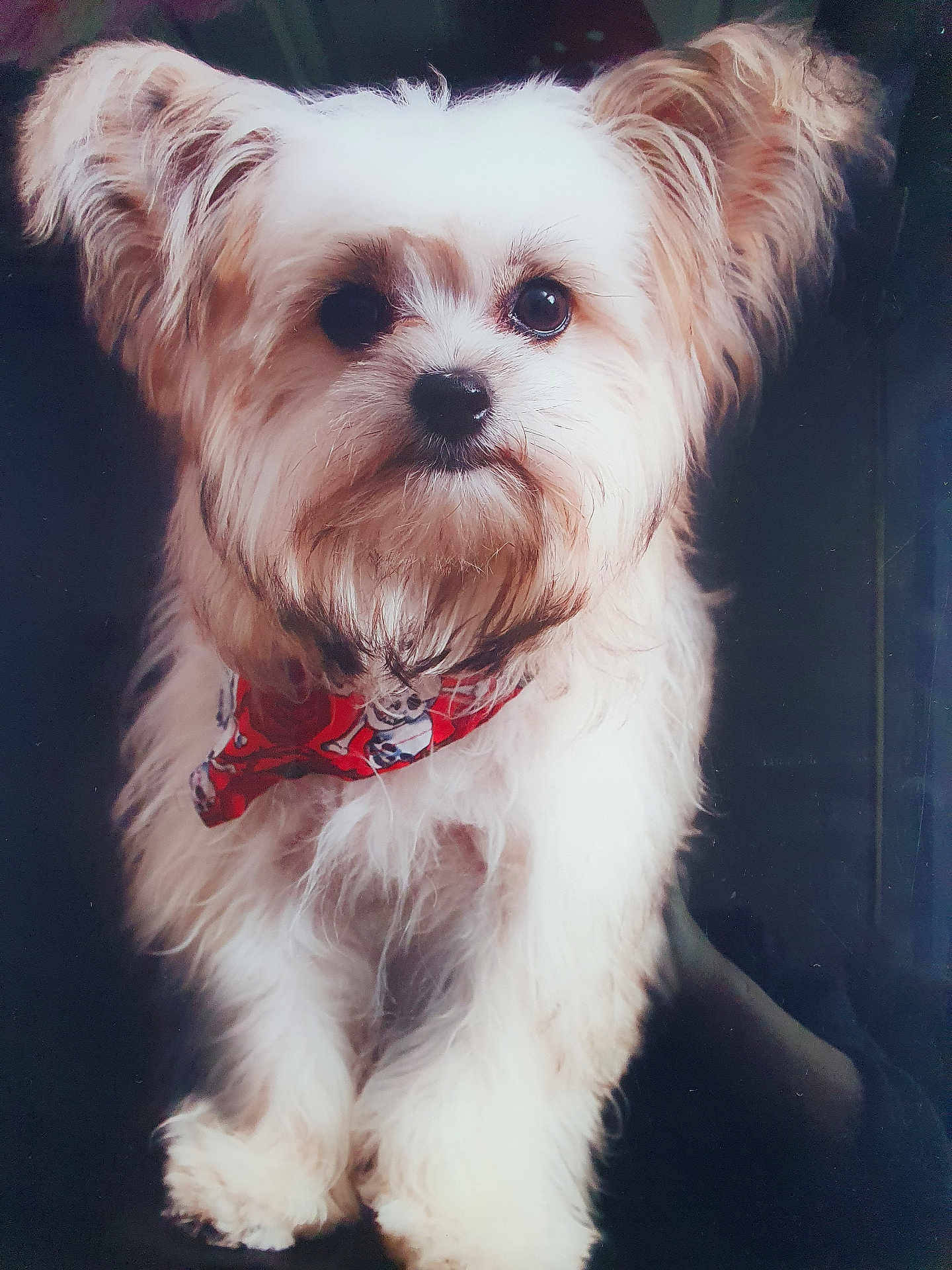 Rocco joined the competition — help win amazing prizes! adorable, animal, bandana, brown_fur, close_up, companion, cute, dog, domestic_animal, fluffy, furry, indoor, looking_at_camera, pet, portrait, red_bandana, sitting, skull_pattern, small_dog, white_fur